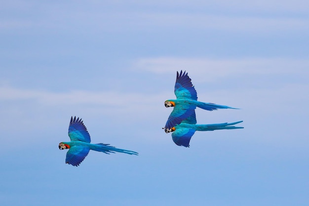 空を飛んでいるカラフルなコンゴウインコ。