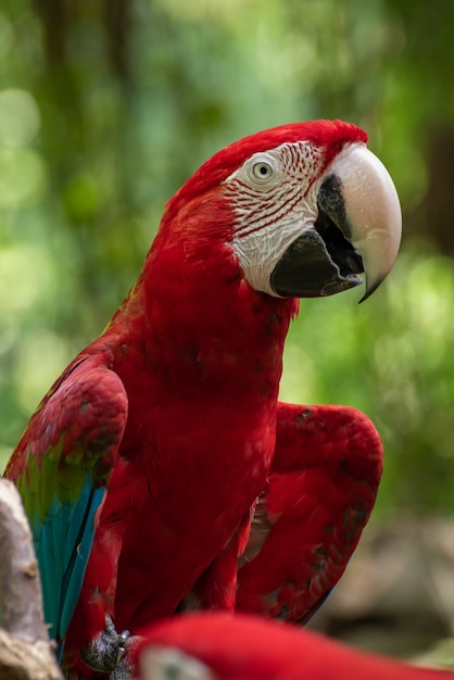 Colorful macaw parrot on a tree branch