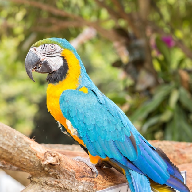 カラフルなコンゴウインコオウム