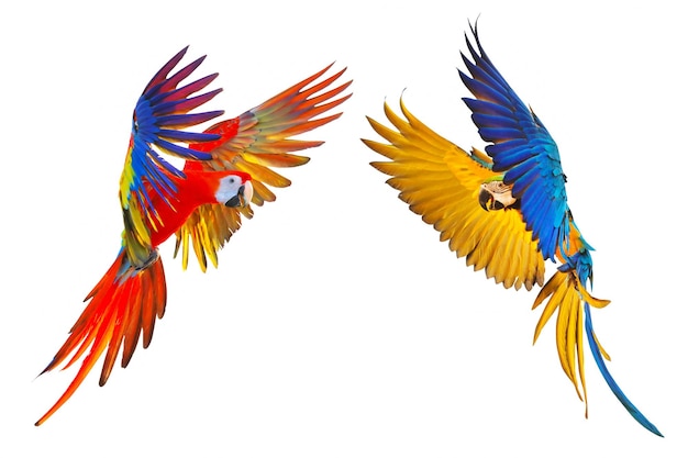 Colorful macaw parrots isolated on white.