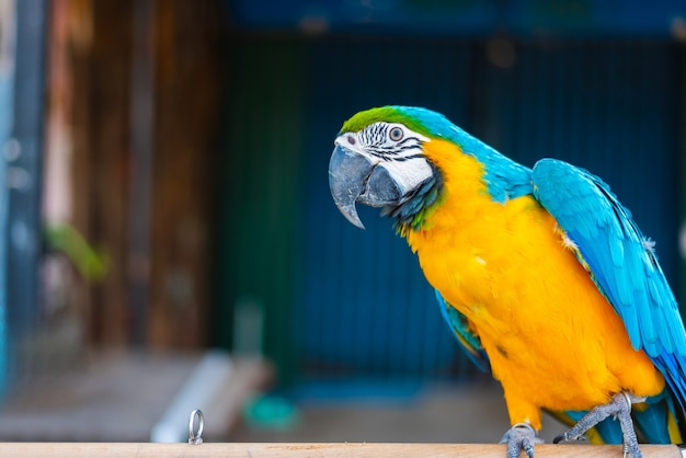 Colorful of Macaw sitting on tree branch