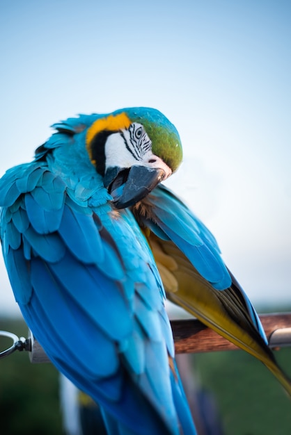 木の枝に座っているコンゴウインコのカラフル