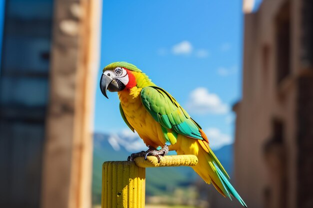 Colorful Macaw Talking Pet Bird Wallpaper Background Illustration HD Photography