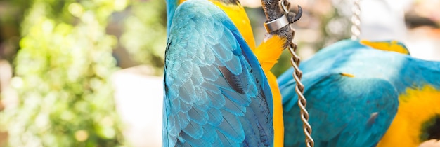 Colorful macaws in the park. Wild birds