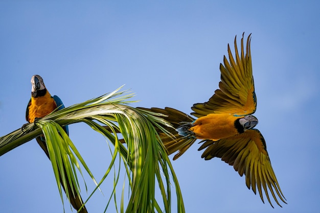 Photo colorful macaws perched on a palm tree under a clear blue sky