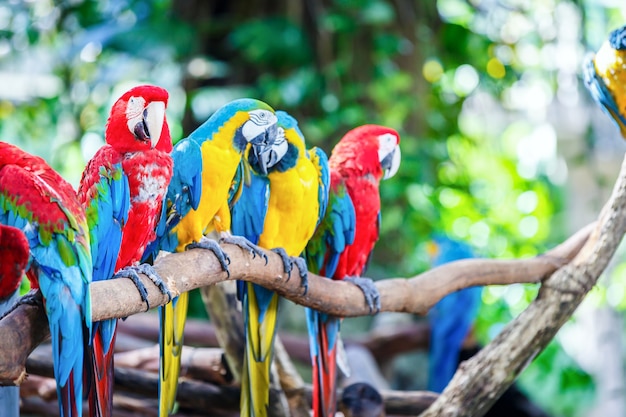 Colorful Macaws sitting on wood log