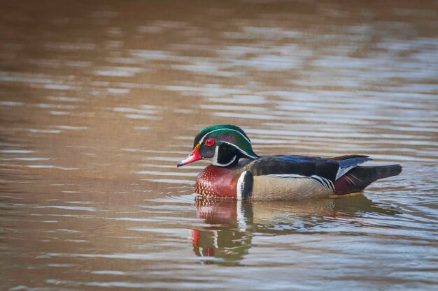 Foto anatra di legno maschio colorato che nuota sul lago