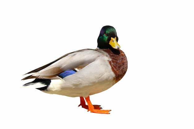 Colorful mallard duck isolated on white background.