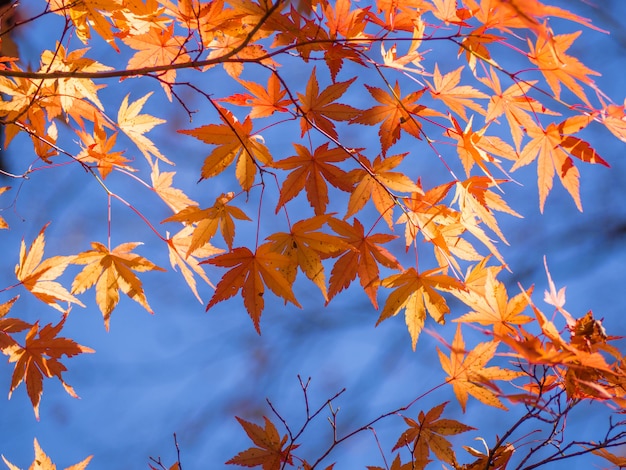 Colorful maple leaf in the park when autumn season.