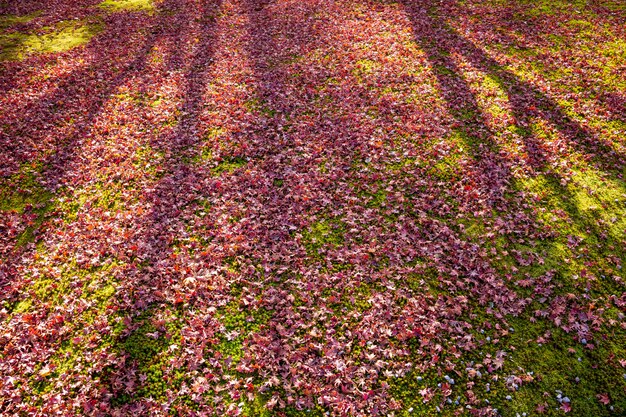 写真 カラフルなカエデの葉が床に広がります。