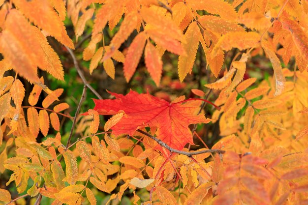 Colorful maple leaf surrounded by leaves of rowan soft focus photography natural fall pattern backdrop garden in sunny autumn day cozy autumn mood