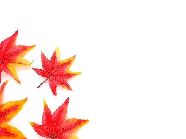 Colorful maple leaf top view copy space autumn concept