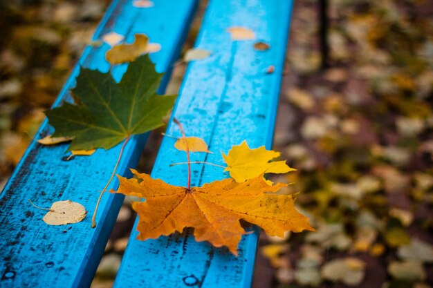 Colorful maple leaves on bench