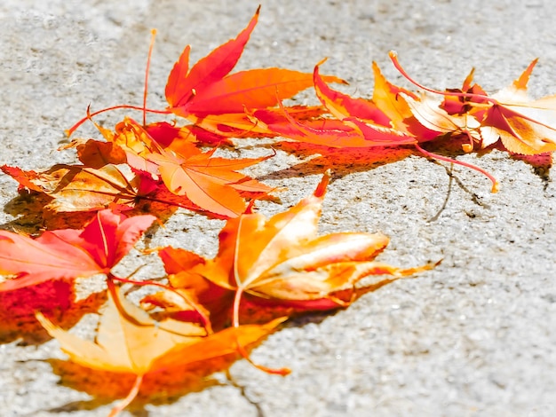 Foto foglie d'acero colorate per strada in autunno