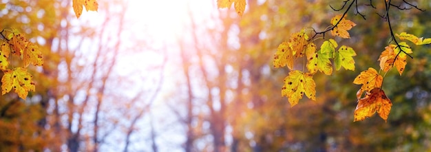 Colorful maple leaves on a tree in the autumn forest on a blurred background