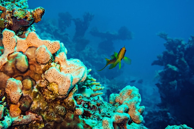 Colorful marine life of Red Sea. Bright corals and fishes, underwater photography. Sharm El Sheikh,