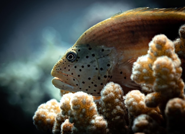 紅海のカラフルな海洋生物。鮮やかなサンゴや魚、水中写真。シャルム エル シェイク