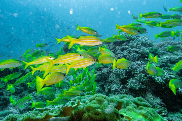 Colorful marine life of Red Sea. Bright corals and fishes, underwater photography. Sharm El Sheikh,