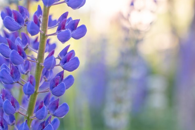 A colorful meadow of bright purple lupines. Blooming lupine flowers. A field of wild flowers. Violet lupin in meadow close up. summer flower wall or greeting card. Selective focus. Copy space