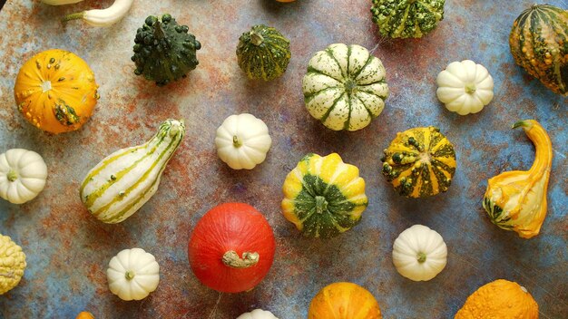 Colorful mini pumpkins on rusty background Fall background Halloween or Thanksgiving celebration Top view flat lay