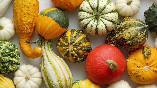 Colorful mini pumpkins on white background Fall background Halloween or Thanksgiving celebration Top view flat lay