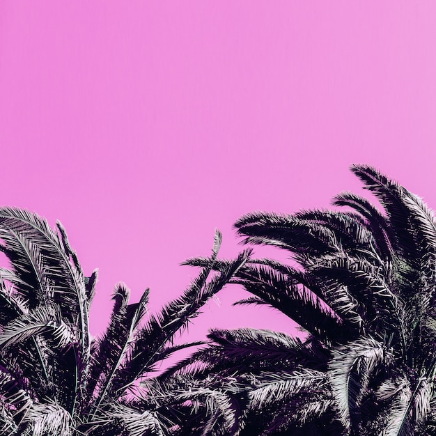 Photo colorful minimal art palm canary island. travel life