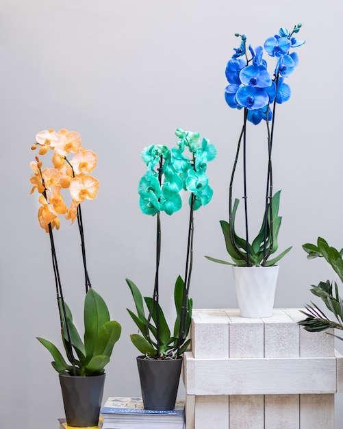 Colorful Moth orchid flowers in the pot