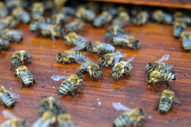 Colorful moving bees on wooden board of beehive