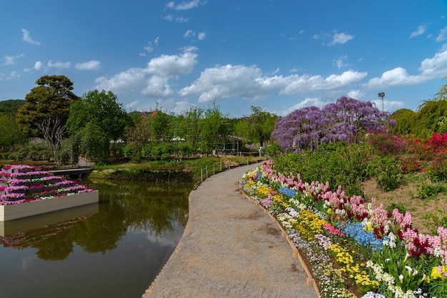 Colorful multiple kind of flowers in springtime sunny day at Ashikaga Flower Park Tochigi Japan