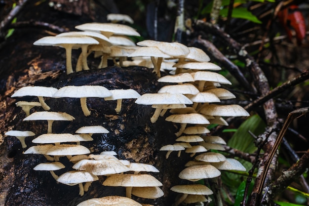 Colorful of mushroom in the rainforest.