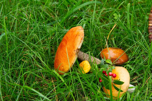 Colorful mushrooms close up  on fresh green grass