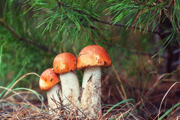 Colorful mushrooms in the woods in fall season.