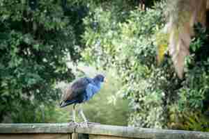 Photo colorful native bird pukeko standing on a wooden ledge in forest park new zealand