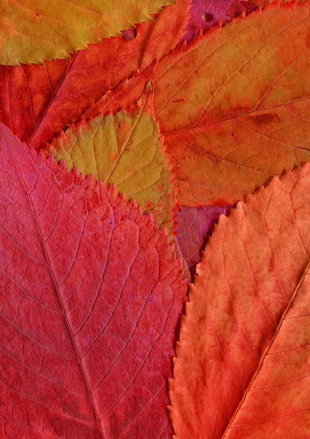 Foglie naturali colorate cadono sullo sfondo