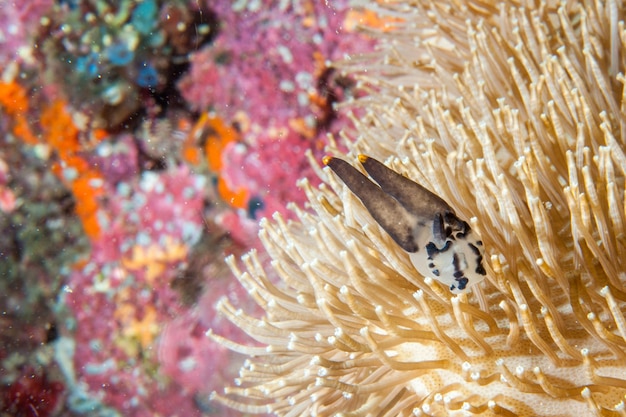 하드 산호에 다채로운 Nudibranch 초상화