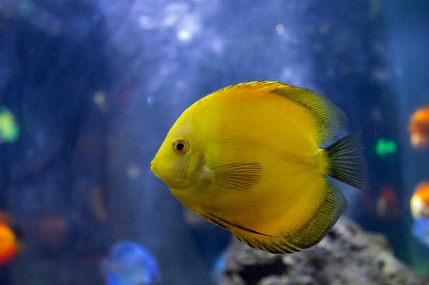 写真 水族館の樹木や植物の生態系を持つカラフルなサンゴ礁の魚