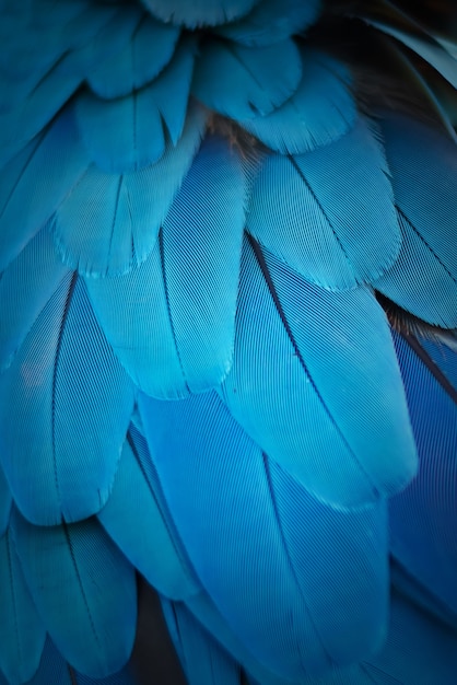 写真 青い色合い、エキゾチックな自然の背景と質感を持つコンゴウインコの羽のカラフル