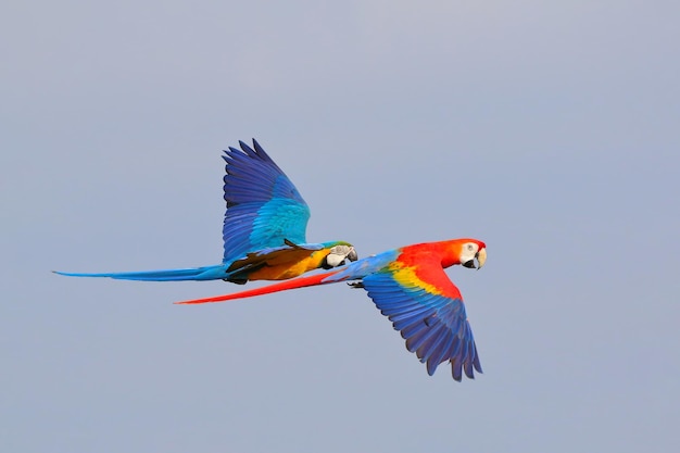 Фото Красочные попугаи, летающие в небе. свободно летающая птица.