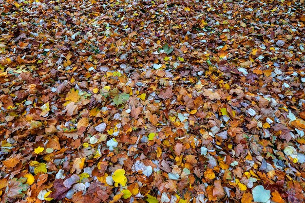 Colorful old autumn leaves natural background