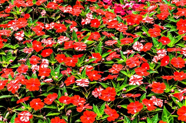 Colorful of open red flowers in spring in the garden.