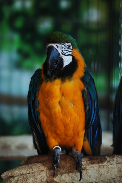 Красочный оранжевый попугай в зоопарке.