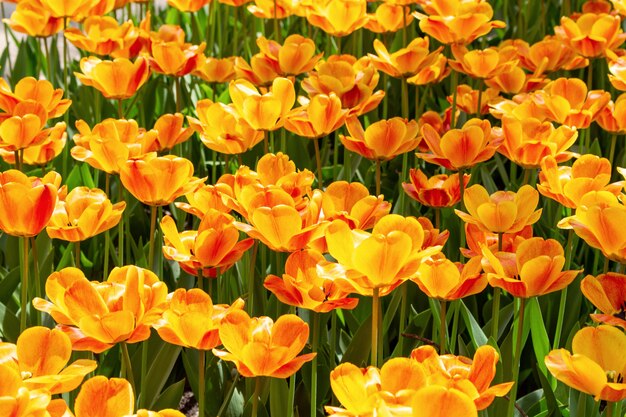 Colorful orange tulips fresh flowers Spring  close up