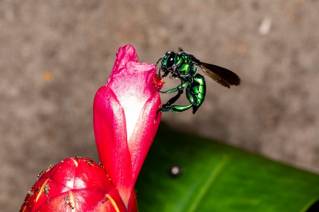 Colorful orchid bee or Exaerete on a red tropical flower. Amazing Brazil fauna. Euglossini family..