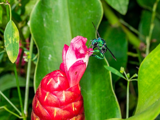 写真 赤い熱帯の花にカラフルな蘭蜂またはexaerete。素晴らしいブラジルの動物相。ユーグロシーニ家..