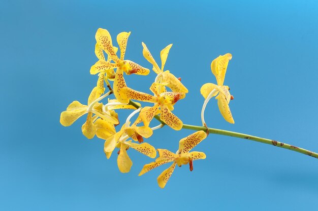 Foto fiore variopinto dell'orchidea