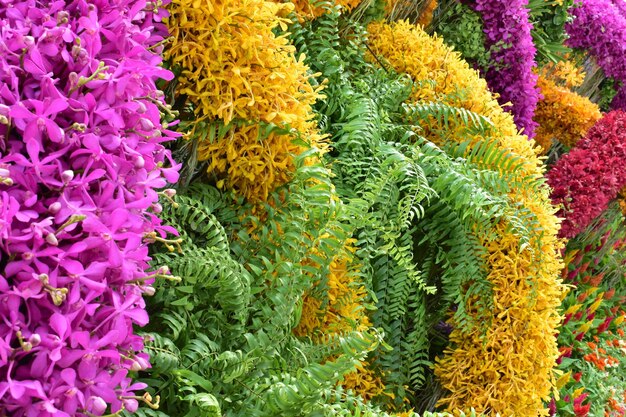 Фото Красочные орхидеи в саду являются фестивалем садового дизайна
