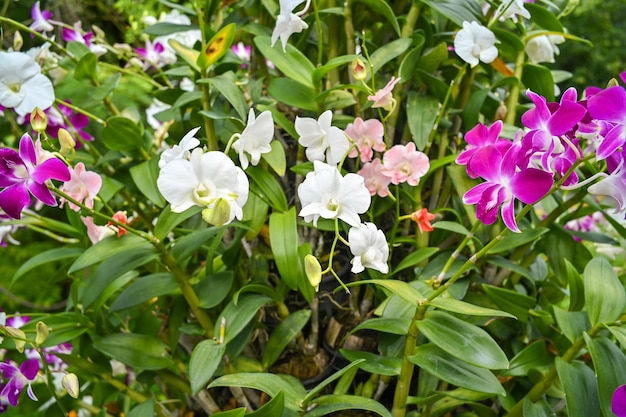 Colorful orchids in garden