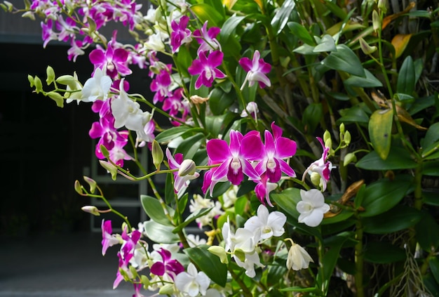 Красочные орхидеи в саду