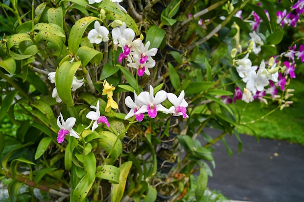Orchidee colorate in giardino