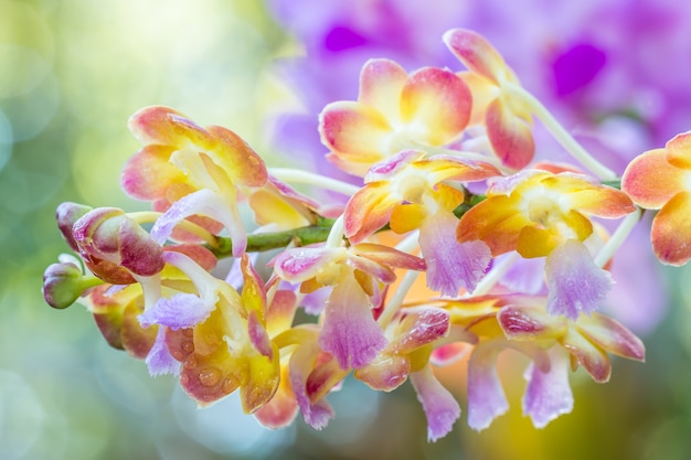 Colorful orchids